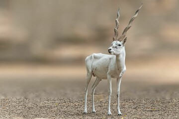 Sticker - Beautiful closeup of a white Antilope standing alone in the forest looking away