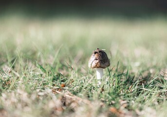 Canvas Print - Closeup shot of the single mushroom in the grass