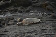Turtle in sandy beach