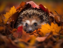 A Curious Hedgehog Peeking Out Of A Pile Of Autumn Leaves
