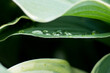Soczyste zielone liście z kroplami porannej rosy, zielone rośliny, dzikość