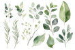 Watercolor floral bouquet branches with green blush leaves, for wedding invitations, greetings, wallpapers, fashion, prints. Eucalyptus, olive green leaves.