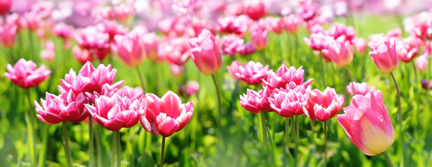 bright pink tulips flowers on green meadow, abstract natural background. blossoming spring season na