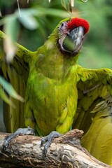 Sticker - Close up of a green parrot perched on a tree