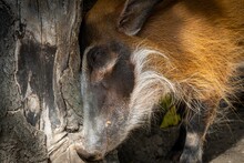 Closeup Shot Of A Red River Hog (Potamochoerus Porcus) With Closed Eyes