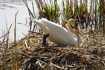 Wall Mural - 
Breeding Mute Swan (Cygnus olor) Anatidae family. Hanover, Germany, April 14, 2023.