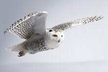 Snowy Owl Flying. White Owl.