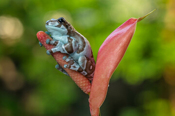 The Mission golden-eyed tree frog or Amazon milk frog (Trachycephalus resinifictrix) is a large species of arboreal frog native to the Amazon Rainforest