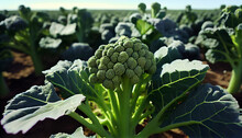 Broccoli Is Growing In The Field. Generative AI
