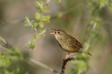 Wall Mural - A Common grasshopper warbler sits on the green twig and sings. Locustella naevia. Beautiful wildlife scene with a small song bird. Spring in the nature.