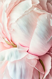 Fototapeta Tulipany - pastel pink flower petals created with Generative Ai technology