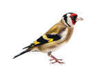 Fototapeta  - Colored small goldfinch on a white background. Generative AI