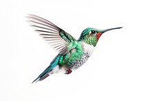 Humming Bird Hovering Isolated On A White Background. Generative AI