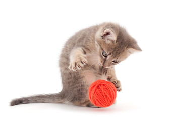 Wall Mural - Kitten with ball of yarn.