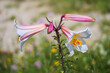 Lilium Regale - Trumpet Lily flower in a garden