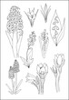 © Olha - Spring flowers collection. Set of vector vegetal botanical decorative elements in black and white, contours and different forms of spring flowers, silhouettes of leaves and flowers.