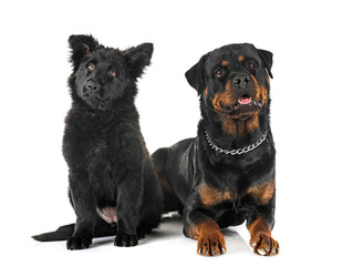 Canvas Print - young german shepherd and rottweiler