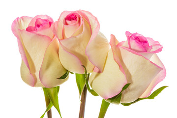 Wall Mural - Three beautiful yellow-pink roses isolated on a white background