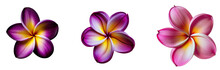 Top View Illustration Of Tropical Plumeria Flower Blossom Group Of 3 In Pink And Purple Isolated On Transparent Background. Created Using Generative AI