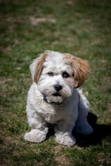 Wall Mural - Lhasa apso puppy sitting on the grass