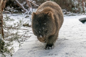 Poster - Cute, fluffy wombat walking on the snowy ground in winter in Tasmania, Australia