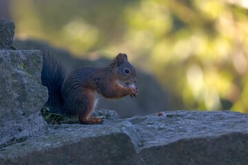 Poster - Shallow focus of Red squirrel on a rock with blurred green background