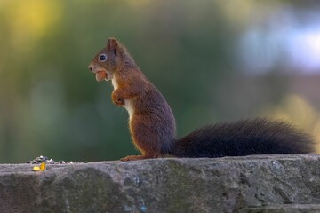 Poster - Shallow focus of Red squirrel on a rock with blurred green background