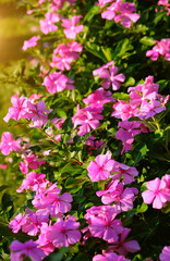 Wall Mural - Beautiful exotic pink flowers periwinkle close up, abstract natural floral background. south tropical beautiful plant. blossoming nature image. template for design