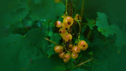 Wall Mural - branch of ripe currant in a garden on green background