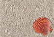 © dule964 - Sea shell in sand pile background and texture, top view