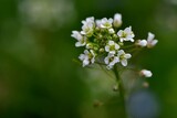 Fototapeta Storczyk - Popularna na łąkach i polach drobna roślina o białych kwiatach - tasznik pospolity (Capsella bursa pastoris)