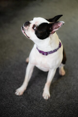 Canvas Print - Boston Terrier dog portrait. She is sitting on a carpet looking up and in profile to the camera.