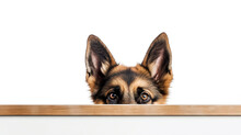German Shepherd Dog Peeking Out From Behind A White Table, On White Background With Copyspace.