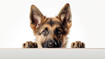 German Shepherd dog peeking out from behind a white table, on white background with copyspace.