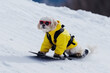 cute little white dog riding a snowboard with yellow vest, Generative AI