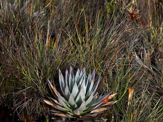 Endemic succulent plant on Mount Roraima, Venezuela