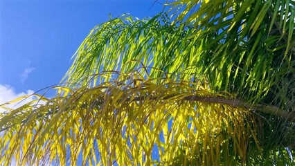 Wall Mural - Palm tree leaf in sunny and windy day