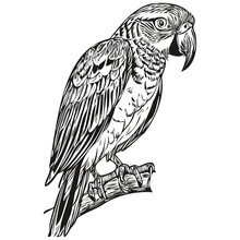Engrave Parrot Illustration In Vintage Hand Drawing Style Parrots