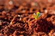 © Seguindo o Fluxo - Pequeno broto de planta crescendo em solo fértil e úmido