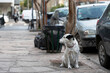 white dog on the sidewalk, waiting for its owner
