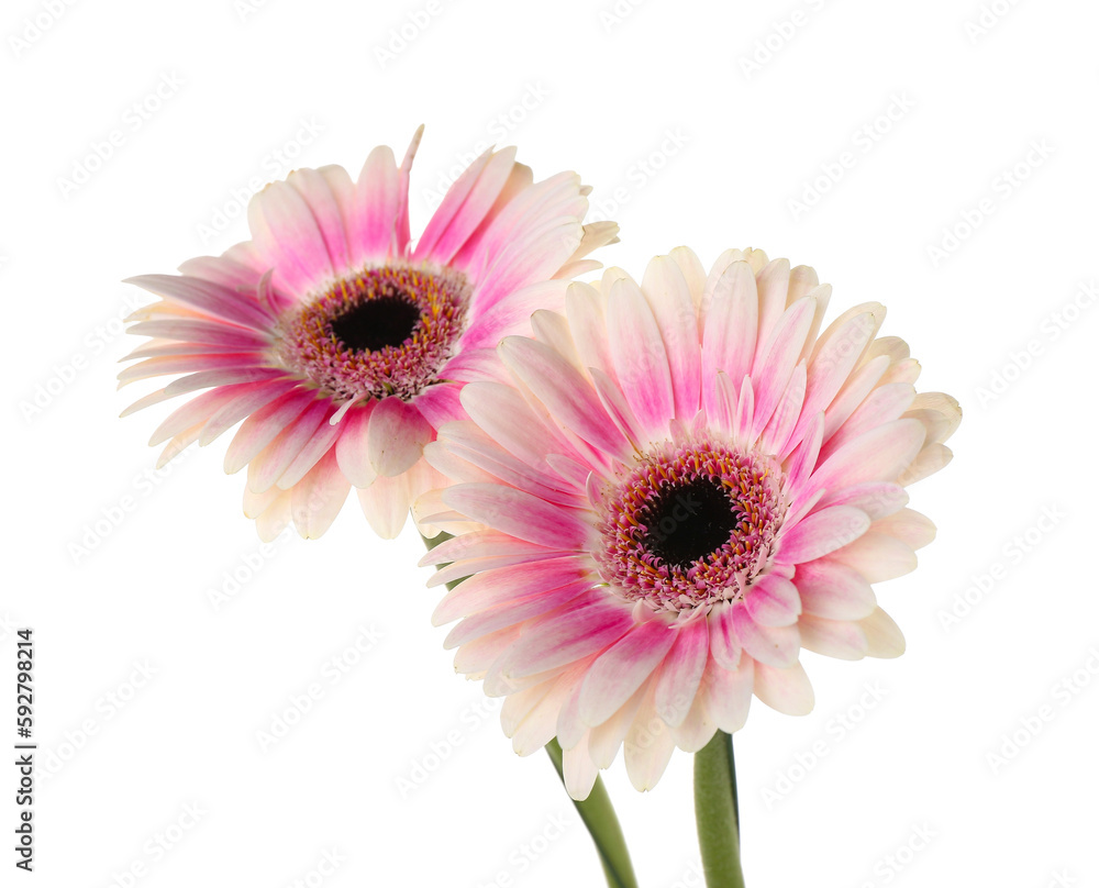Beautiful gerbera flowers on white background