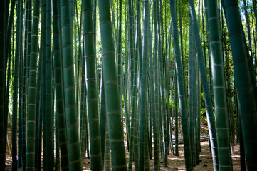 Japanese green foliage