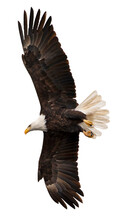 American Bald Eagle In Flight With Spread Wings From Below