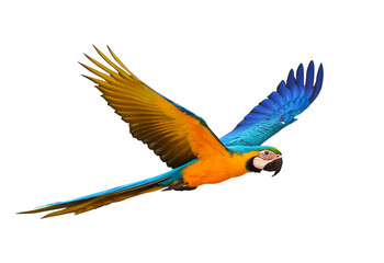 Wall Mural - Colorful Blue and gold macaw parrot flying isolated on transparent background png file	