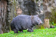 The common wombat (Vombatus ursinus) is a marsupial. It is sturdy and built close to the ground. It is herbivorous, subsisting on grass, snow tussocks, and other plant materials.