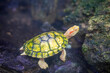 the closeup image of a albino Red-eared slider (Trachemys scripta elegans) .
It is available in different color morphs and are also available as the more traditional slider turtle.