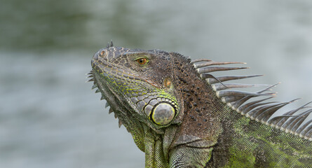 Wall Mural - photo of green iguana lizard. iguana lizard reptile. iguana lizard in wildlife. iguana lizard