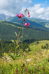 Poster - Beautiful Martagon lily on a alp meadow at summer