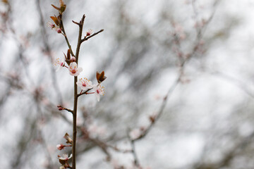 Wall Mural - Spring plum flower closeup on blurred background