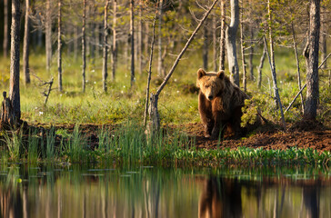 Wall Mural - eurasian brown bear standing by a pond in forest in summer